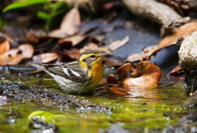 Blackburnian Warbler - Larry