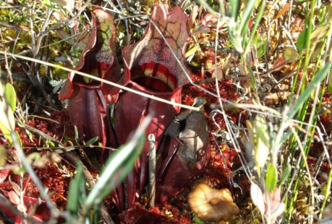 Pitcher plants