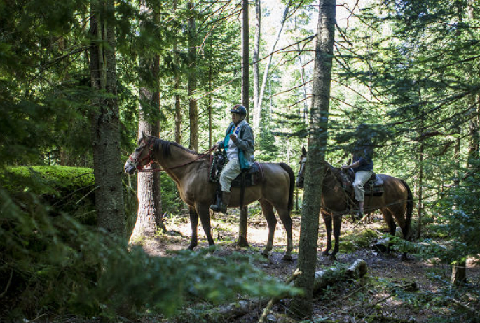 many forest trails to choose from