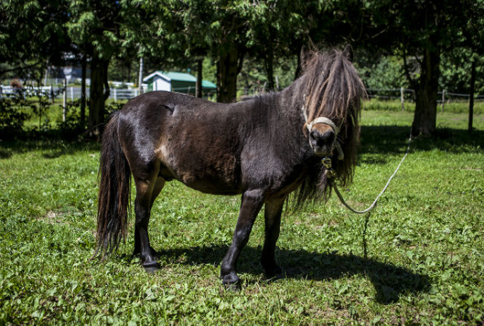 miniature horse named (of course) Peanut