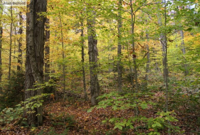 Beech Understory