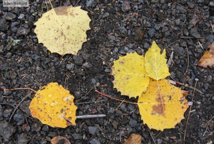 big-toothed aspen