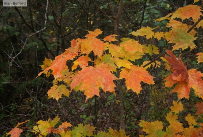 Sugar Maple