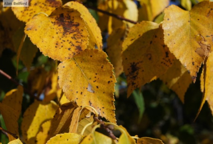 Paper Birch