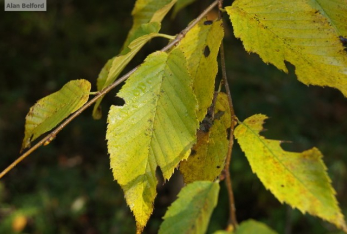 Yellow Birch