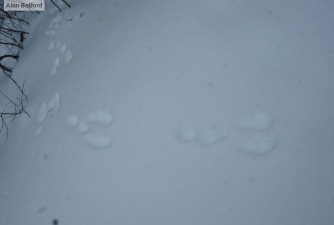 Snowshoe hare tracks