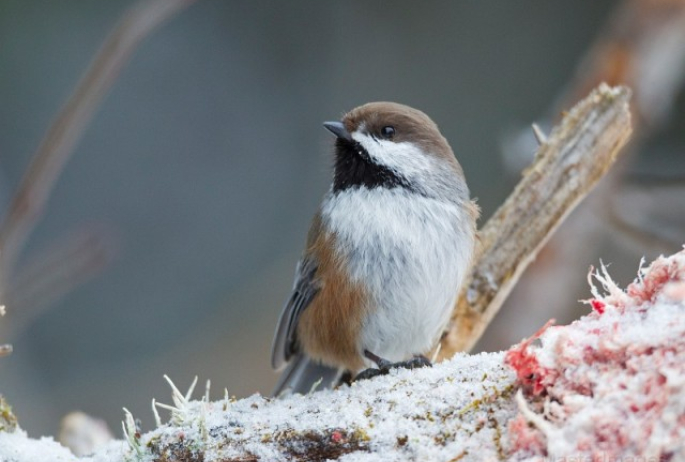 Boreal Chickadee - Larry