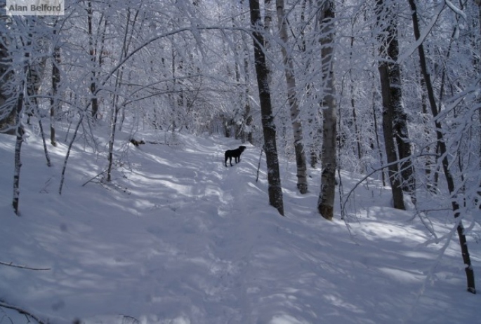 Wren - trail Baker