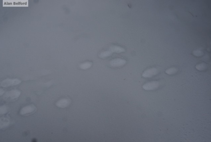 Snowshoe Hare Tracks