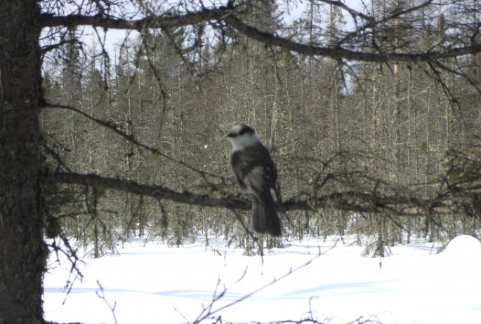 Gray Jay