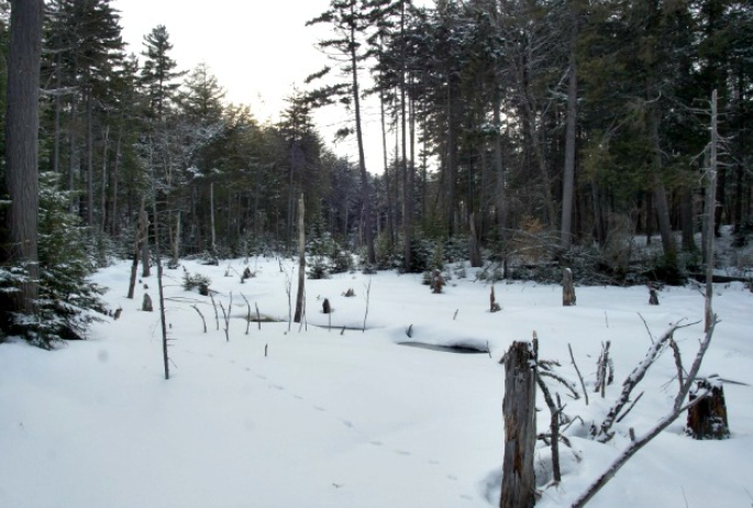 the backcountry of the St Regis Canoe Wilderness