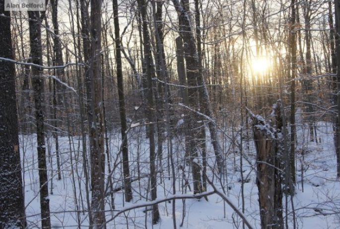 Sun through trees Haystack Trail