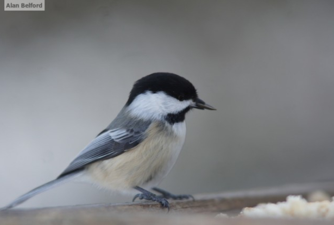 Black-capped Chickadee