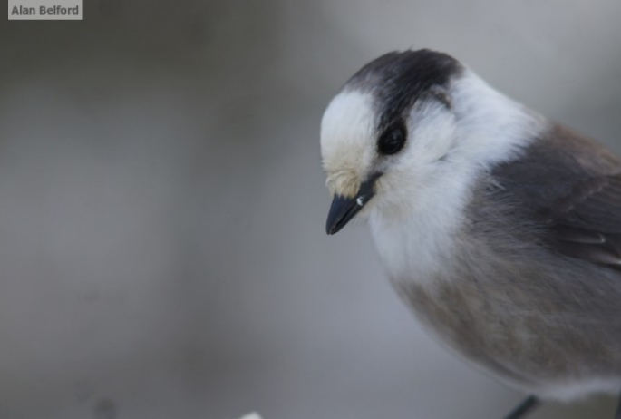 Gray Jay