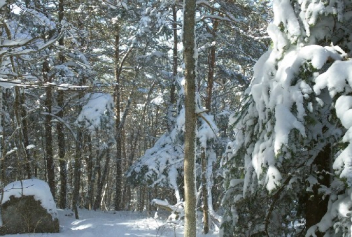 take the other path down, and experience a more gentle descent through a magical forest path