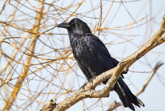 Common Raven - Larry