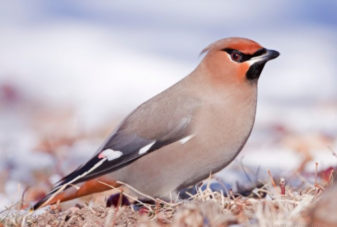 Bohemian Waxwing - Larry