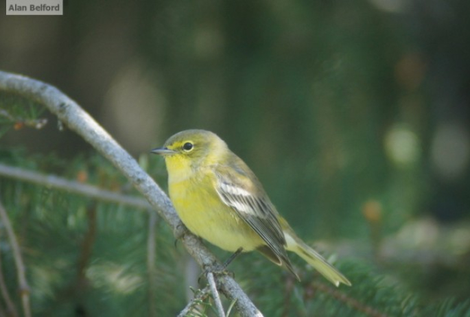 Pine Warbler