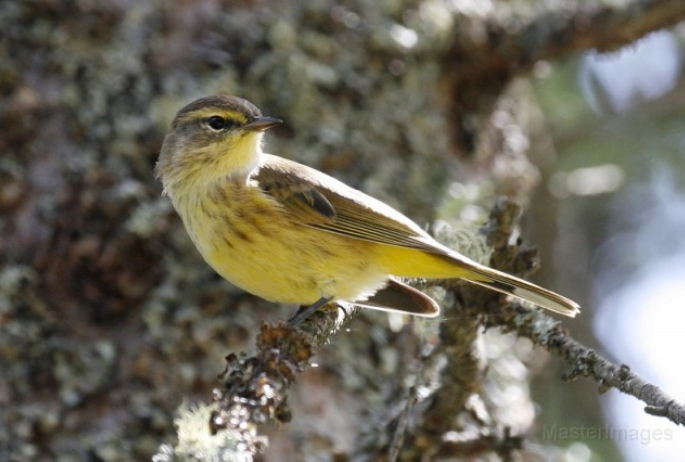 Palm Warbler - Larry