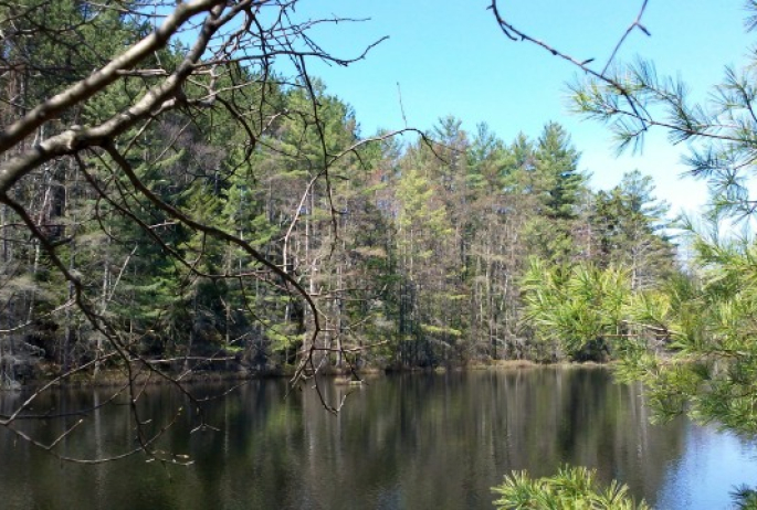 Buds at Turtle Pond - "Nature's first green is gold"