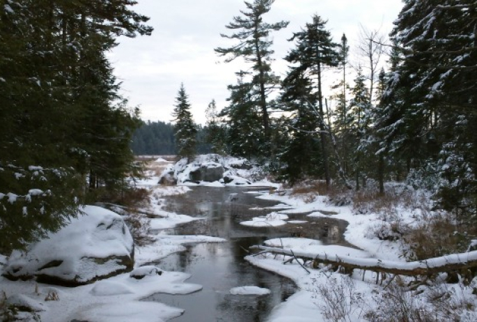 in early winter, nature slows down and gets ready for sleep