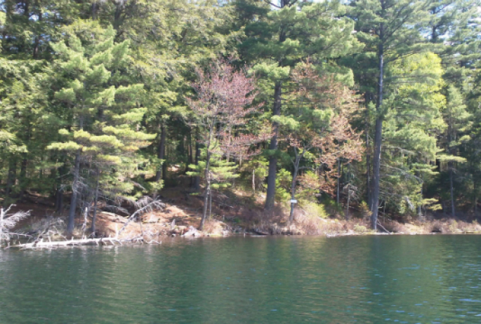 A view of the green water that paddlers completing the St Regis Canoe Area's Seven Carries canoe route will see during the portion of the paddle on Green Pond.