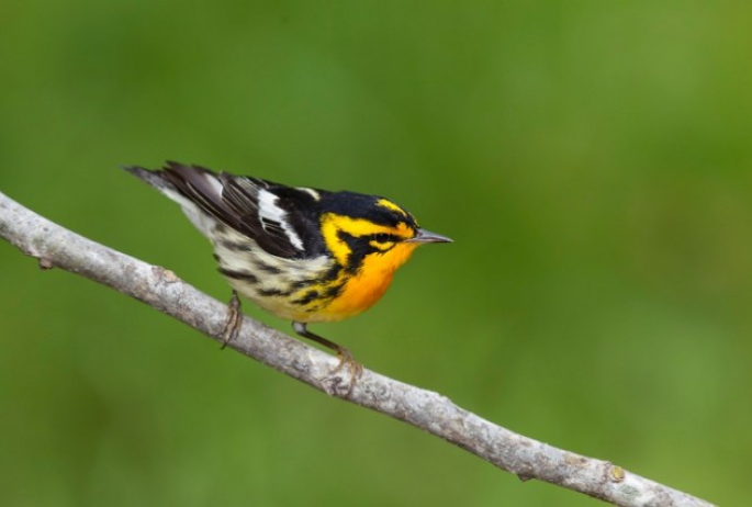 Blackburnian Warbler by Larry Master