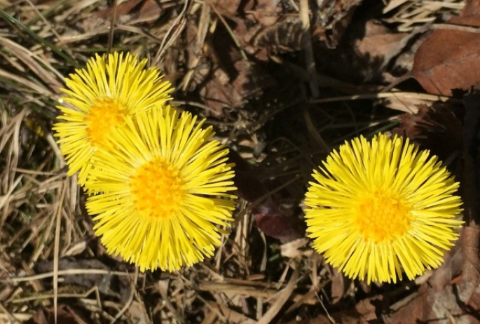 Coltsfoot