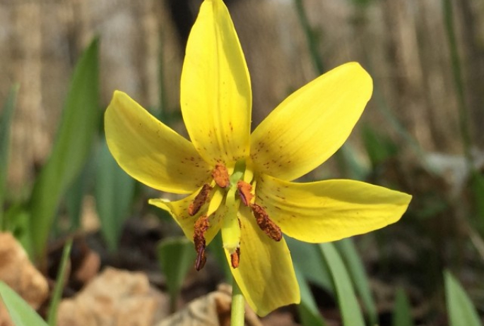 Trout Lily along Ampersand Mountain Trail