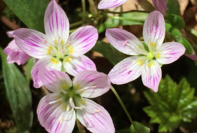 Carolina Spring Beauty along the Ampersand Mountain Trail