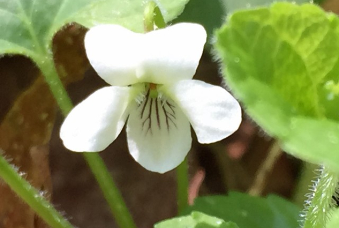 Canada Violet along the Ampersand Mountain Trail