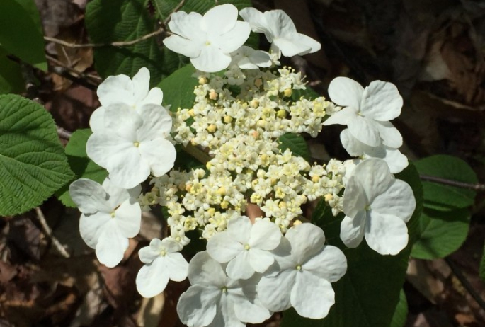 Hobblebush along the Ampersand Mountain Trail