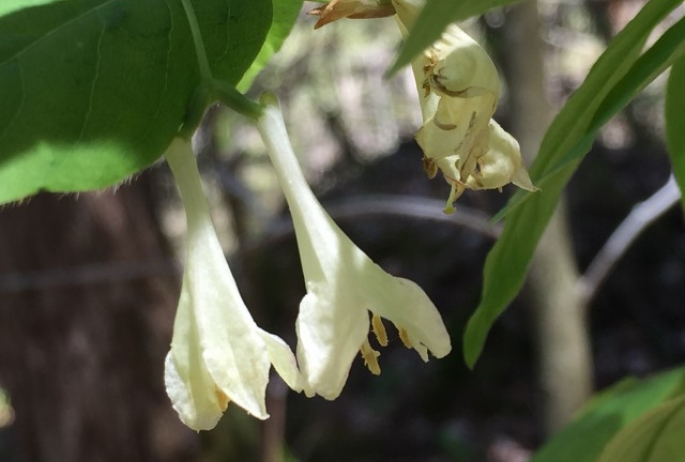 Early Fly Honeysuckle along the Ampersand Mountain Trail