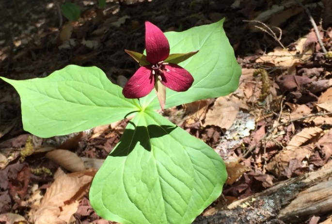 Purple Trillium along the Ampersand Mountain Trail