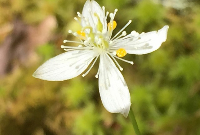 Goldthread along the Ampersand Mountain Trail