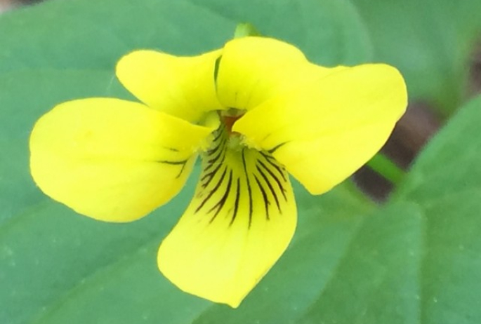 Yellow Violet along the Ampersand Mountain Trail