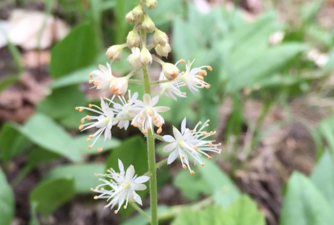 Foamflower along the Ampersand Mountain Trail