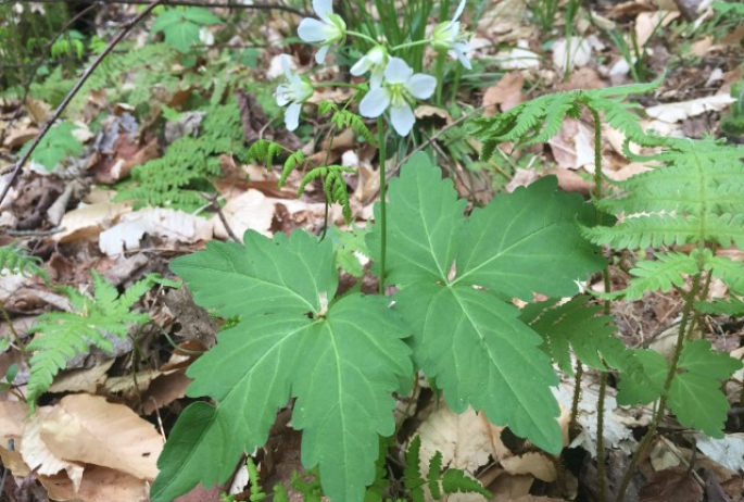 Two-leaved Toothwort along the Ampersand Mountain Trail