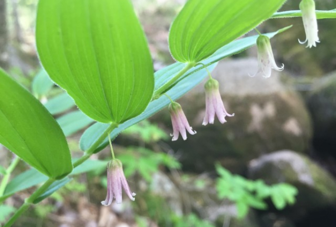 Smooth Solomon's Seal along the Ampersand Mountain Trail