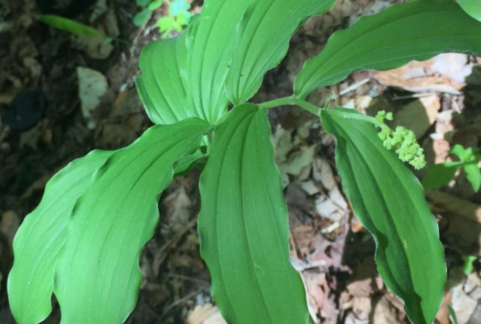 False Solomon's Seal along the Ampersand Mountain Trail