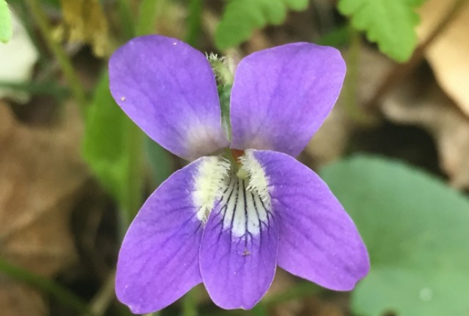 Marsh Blue Violet along the Ampersand Mountain Trail