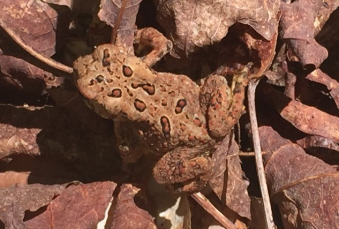 Wildlife: The Adirondack Frog and Toad Choir - - The Adirondack Almanack