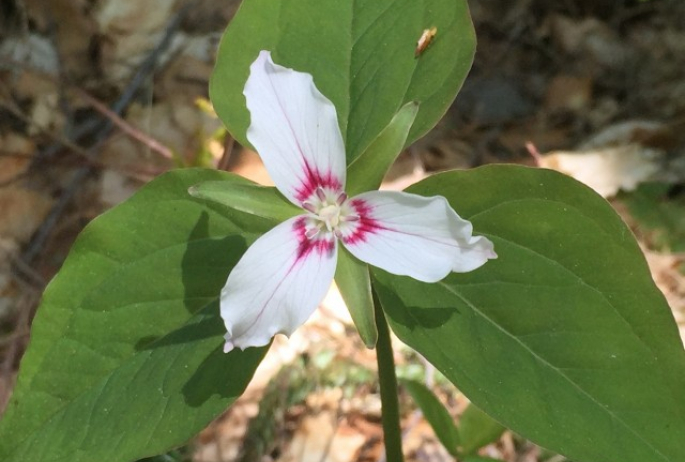 Painted Trillium along the Ampersand Mountain Trail