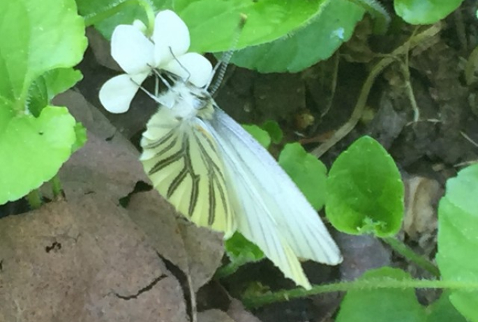 Mustard White on a Canada Violet along the Ampersand Mountain Trail