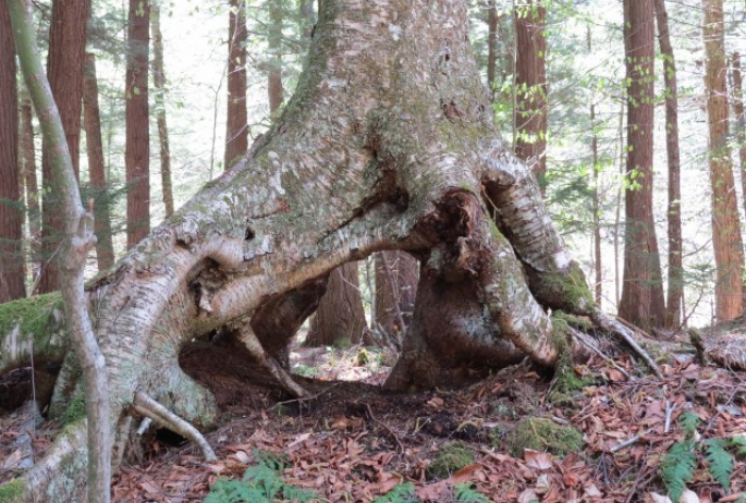 Old growth along the Ampersand Mountain Trail