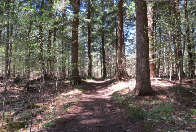 Old growth along the Ampersand Mountain Trail