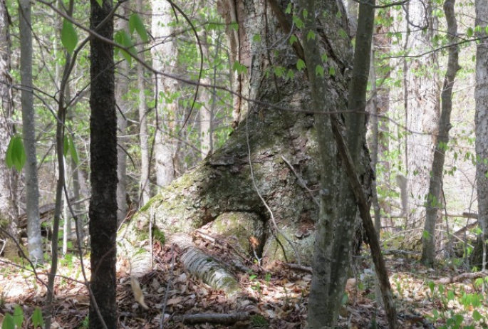 Old growth along the Ampersand Mountain Trail