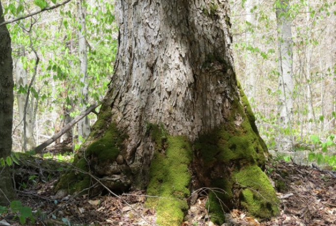 Old growth along the Ampersand Mountain Trail