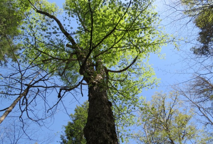 Old growth along the Ampersand Mountain Trail