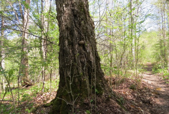 Old growth along the Ampersand Mountain Trail